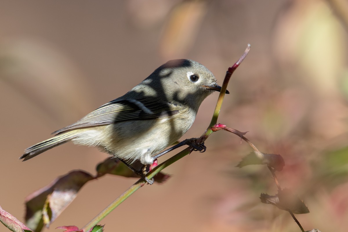 Ruby-crowned Kinglet - ML646900463