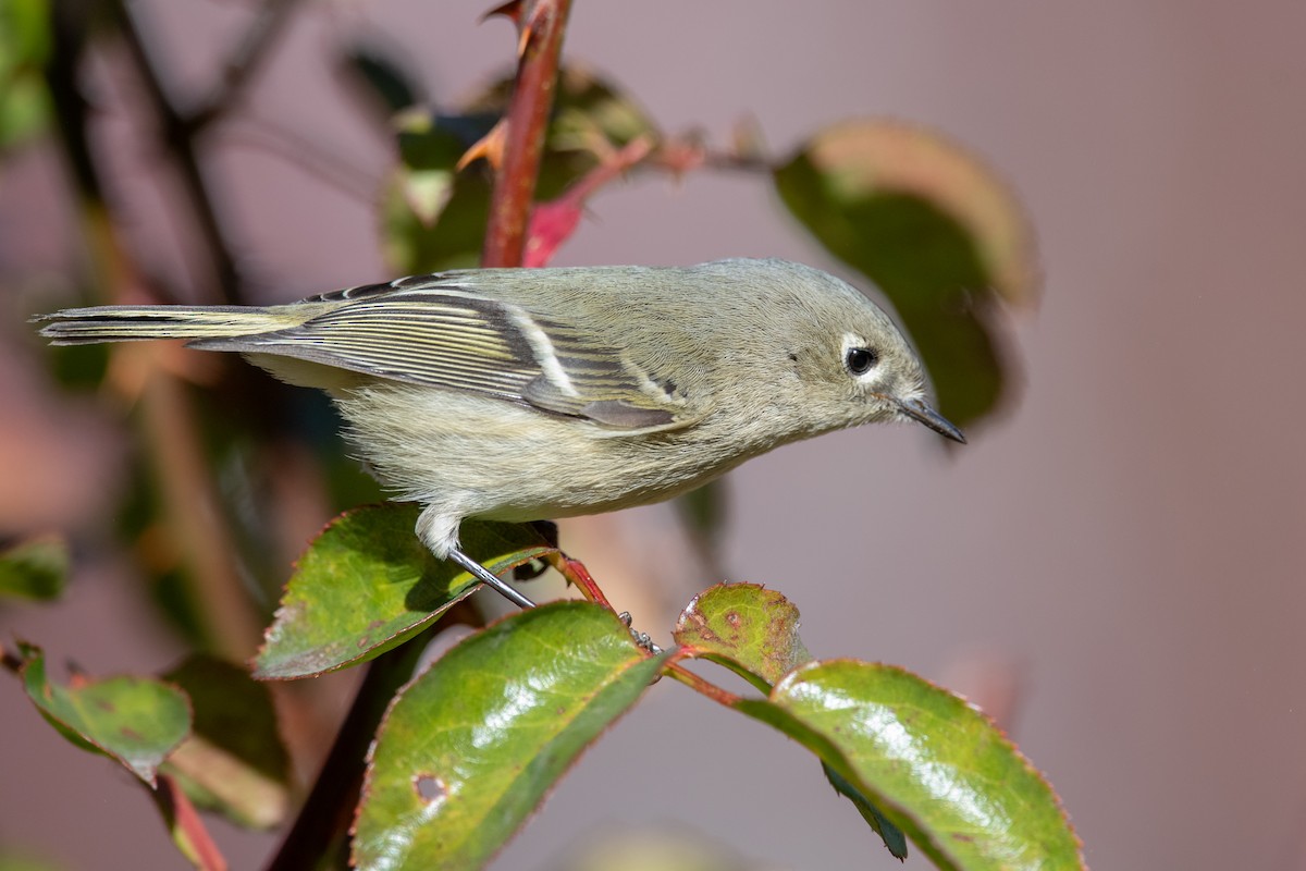 Ruby-crowned Kinglet - ML646900464