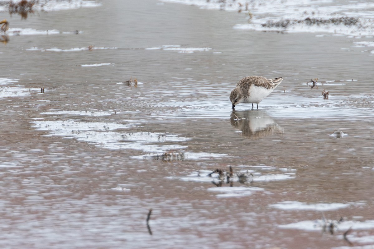 Zwergstrandläufer - ML646900465