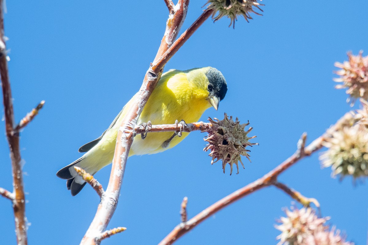 Lesser Goldfinch - ML646900473