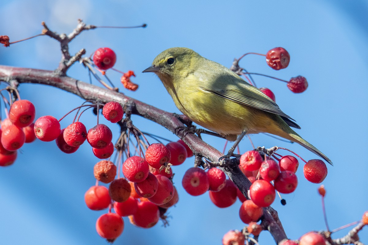 Orange-crowned Warbler - ML646900479