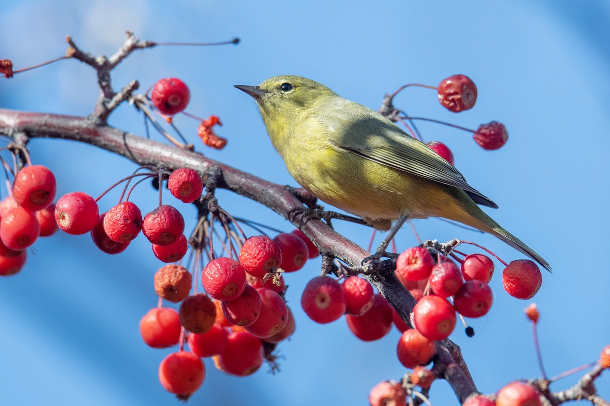 Orange-crowned Warbler - ML646900480