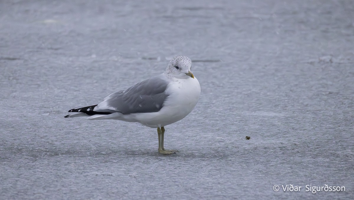 Common Gull - ML646900481