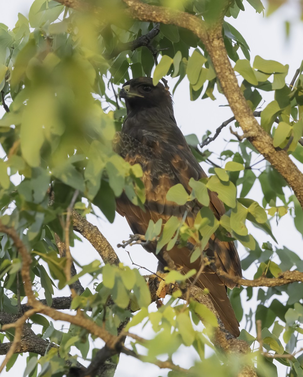 Wahlberg's Eagle - ML646900498