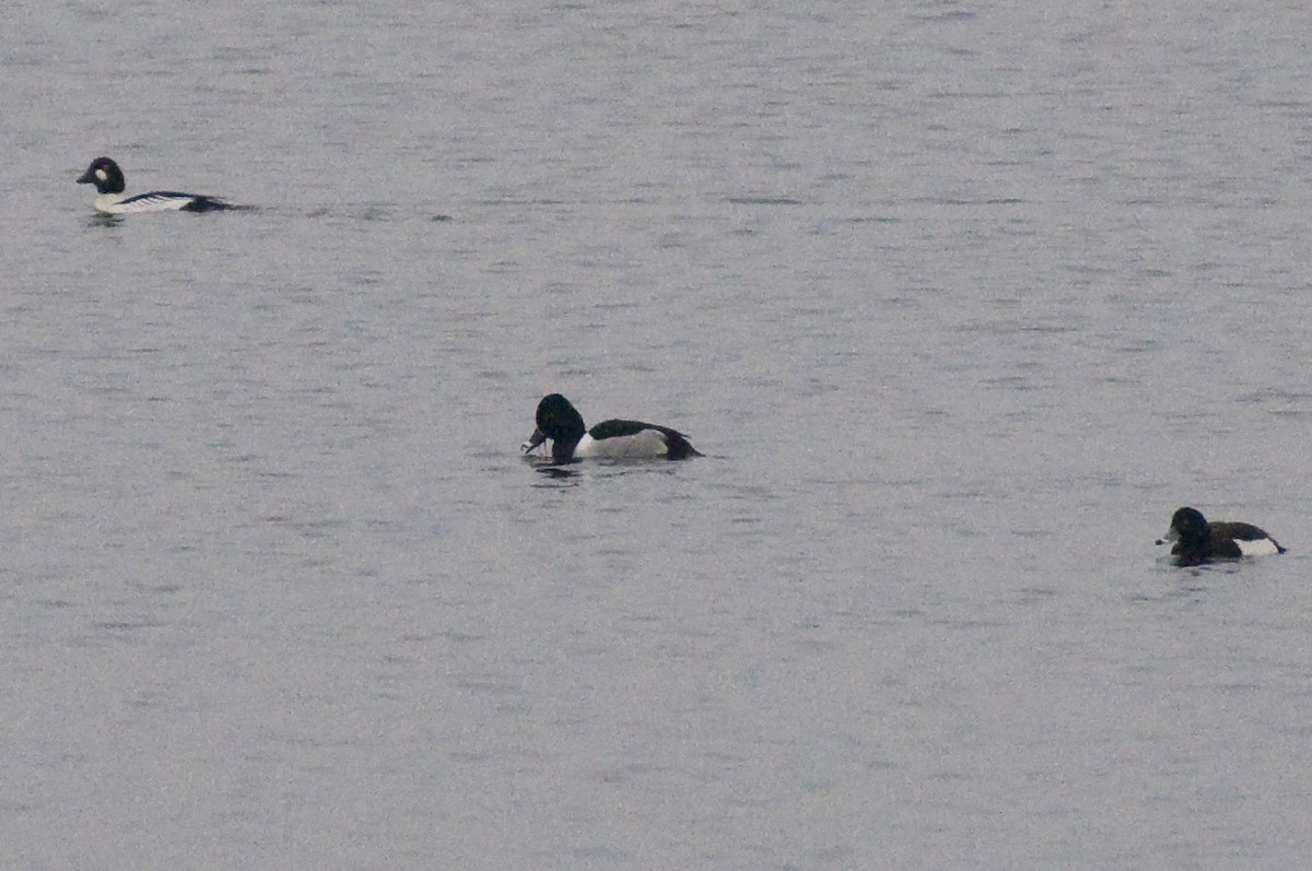 Ring-necked Duck - ML646900500