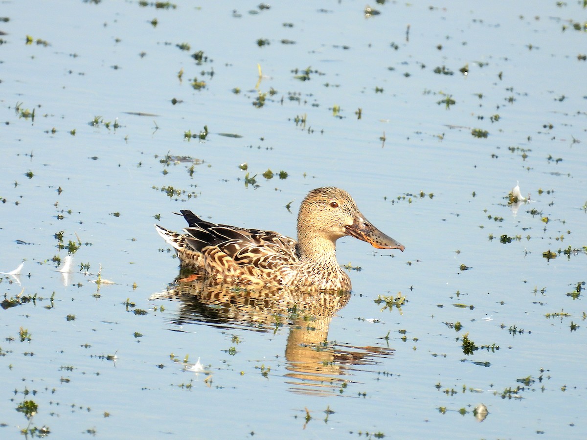 Northern Shoveler - ML646900501