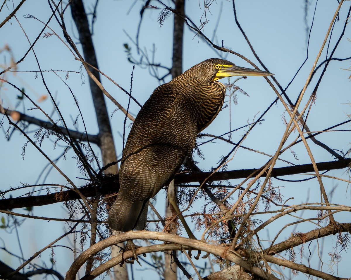 Avetigre Mexicana - ML646900507
