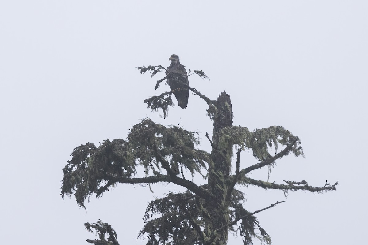 Bald Eagle - ML646900512