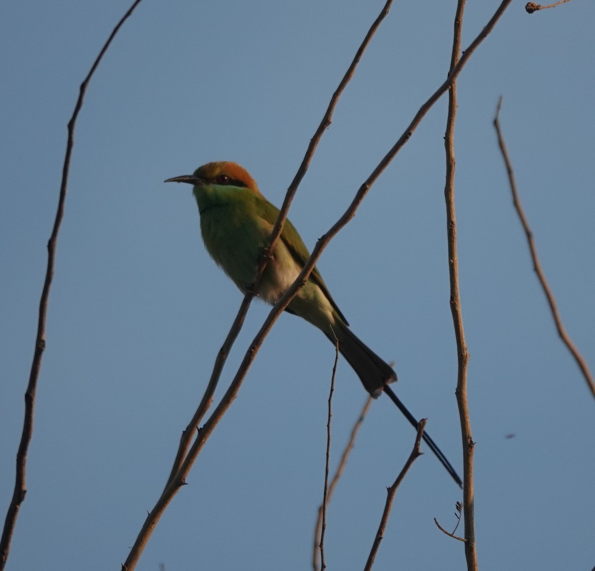 Asian Green Bee-eater - ML646900513