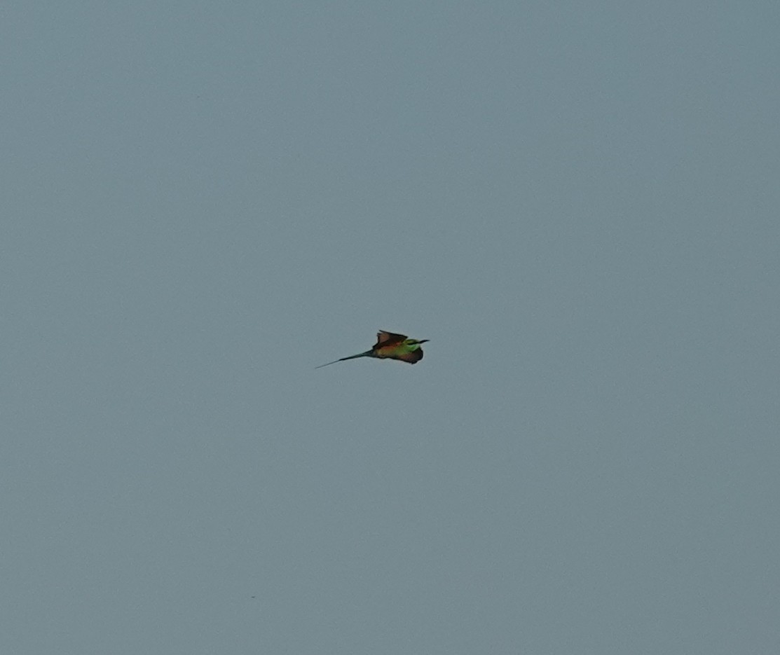 Asian Green Bee-eater - ML646900514