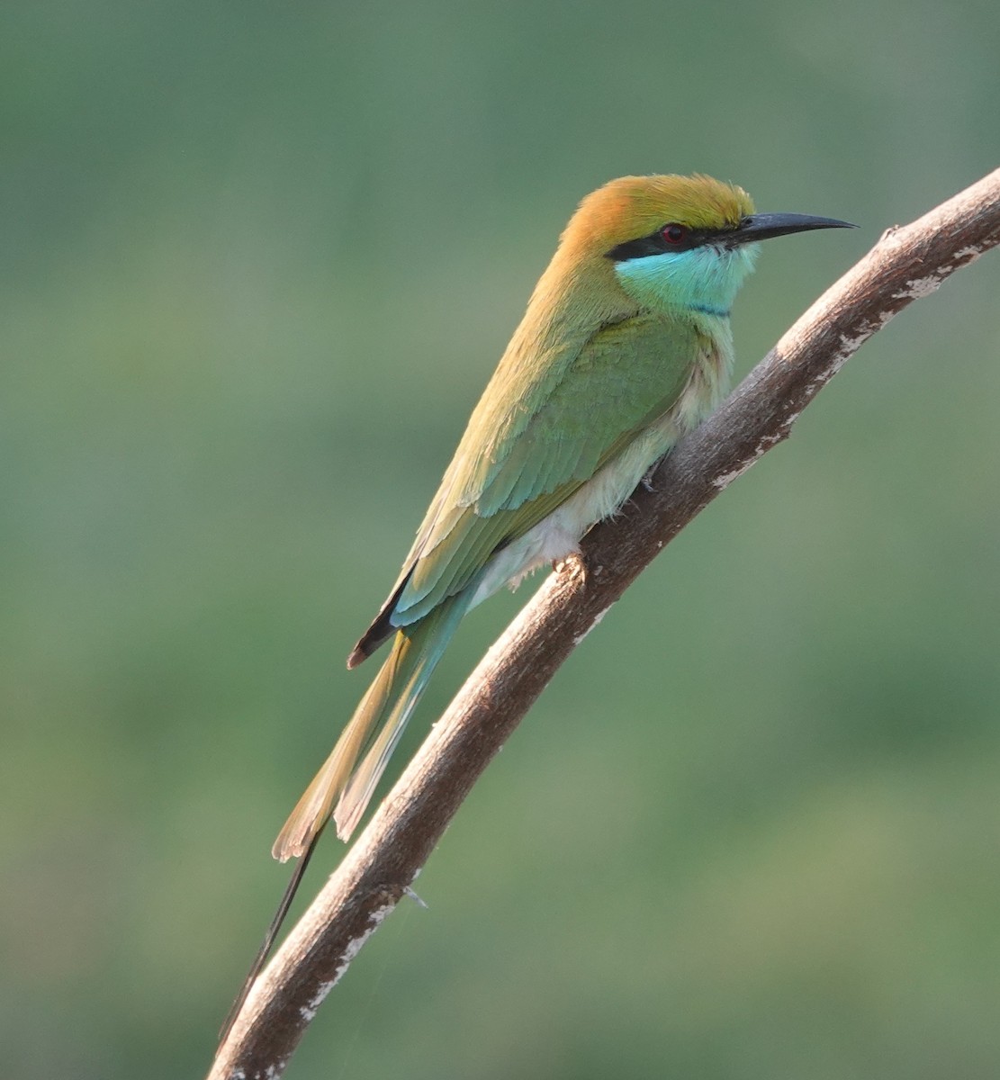 Asian Green Bee-eater - ML646900515