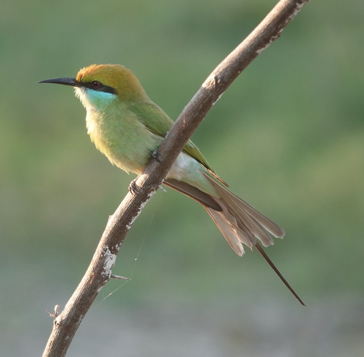 Asian Green Bee-eater - ML646900516