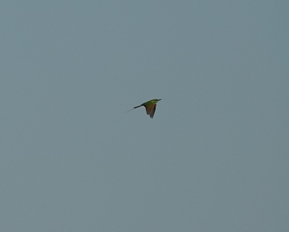 Asian Green Bee-eater - ML646900517