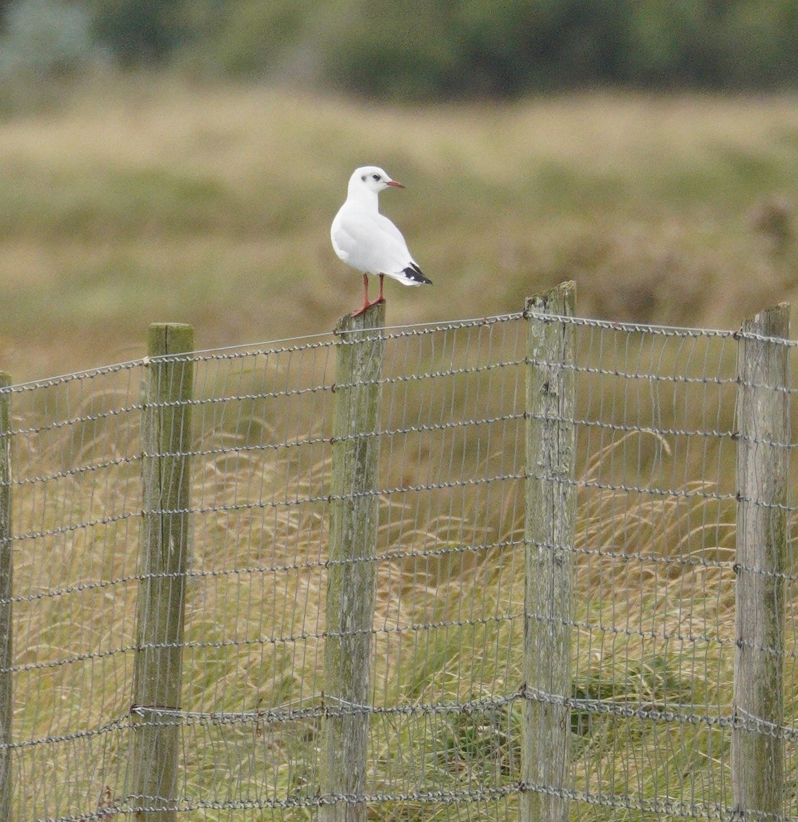 Black-headed Gull - ML646900518