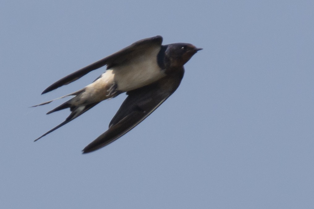 Barn Swallow - ML646900519