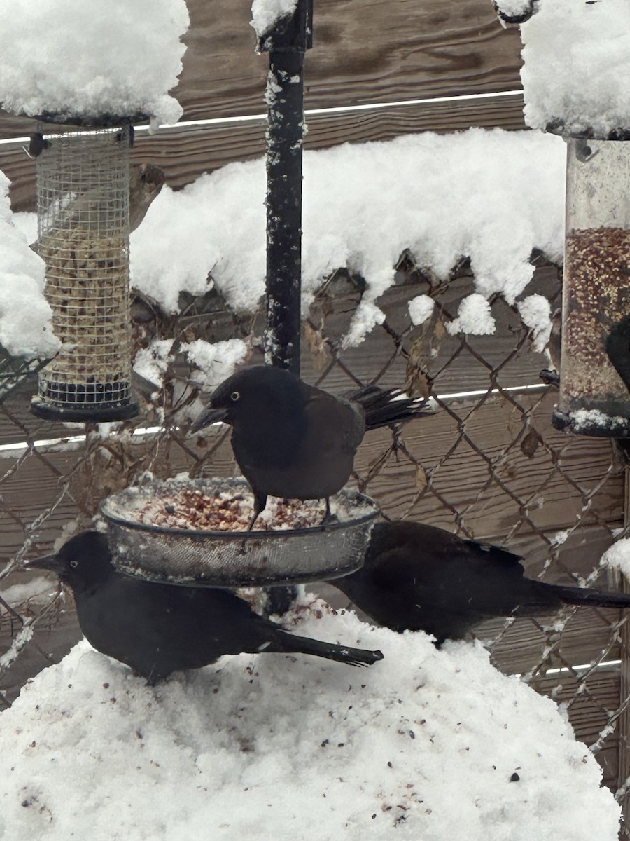 Common Grackle - ML646900520