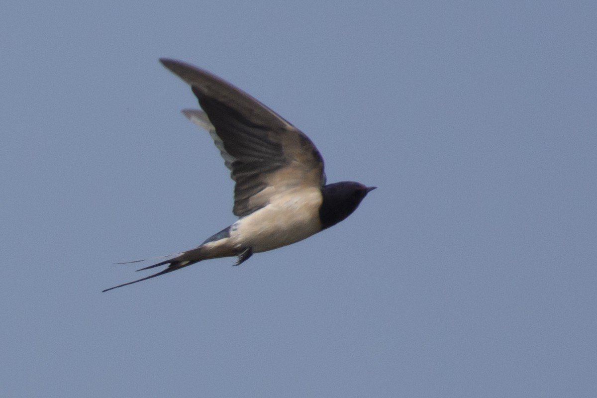 Barn Swallow - ML646900521