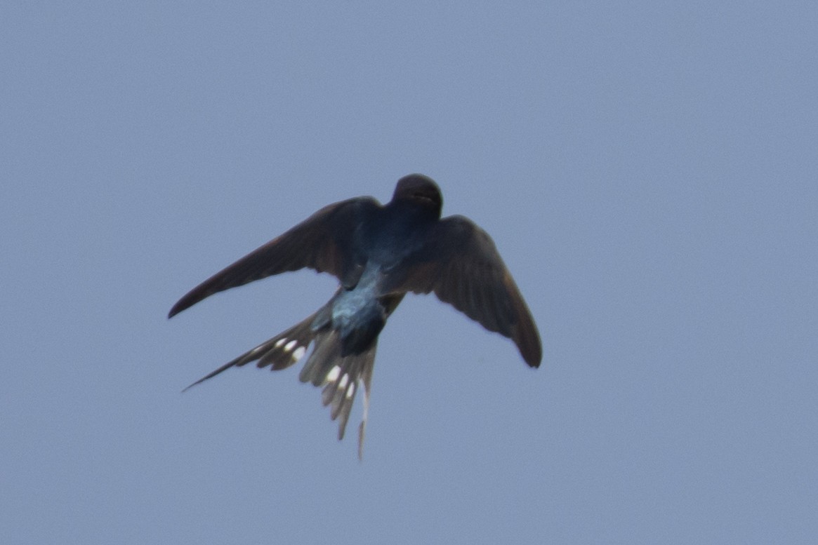 Barn Swallow - ML646900522
