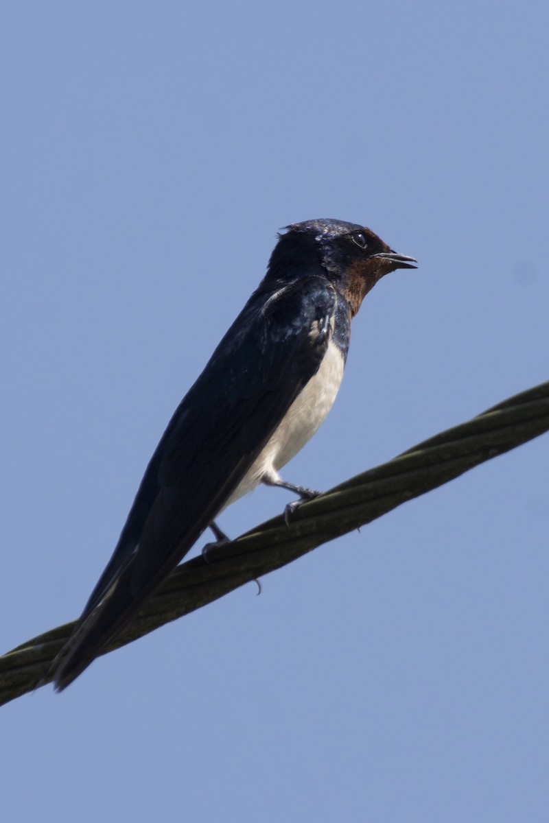 Barn Swallow - ML646900524