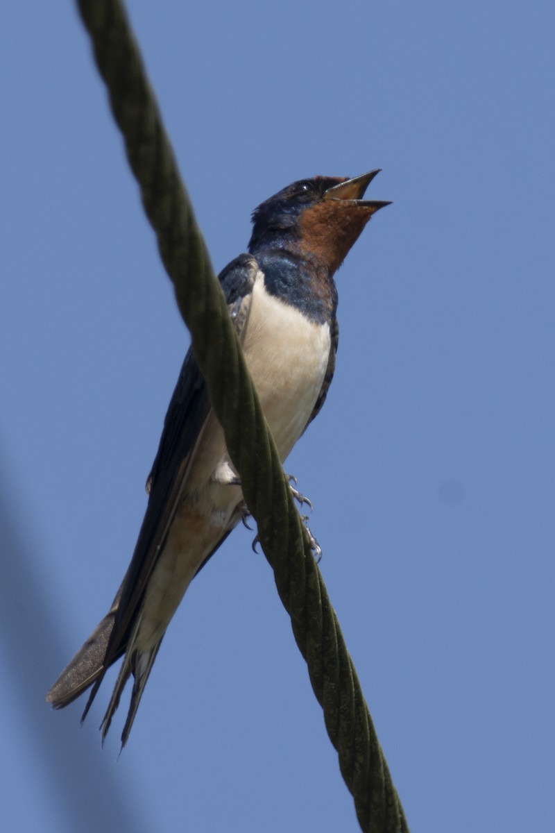 Barn Swallow - ML646900525