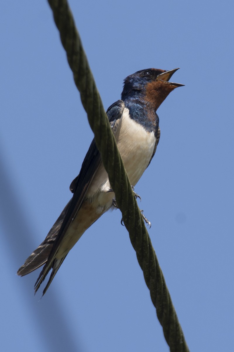 Barn Swallow - ML646900526