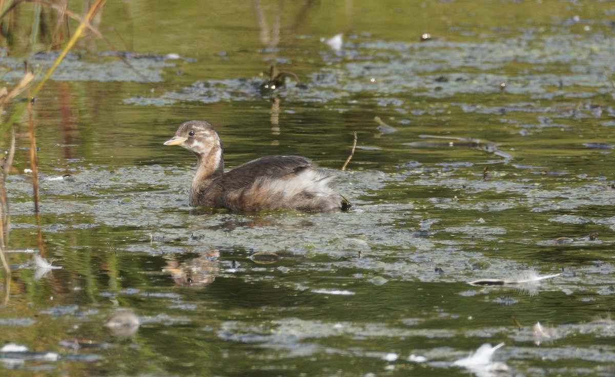 Little Grebe - ML646900527