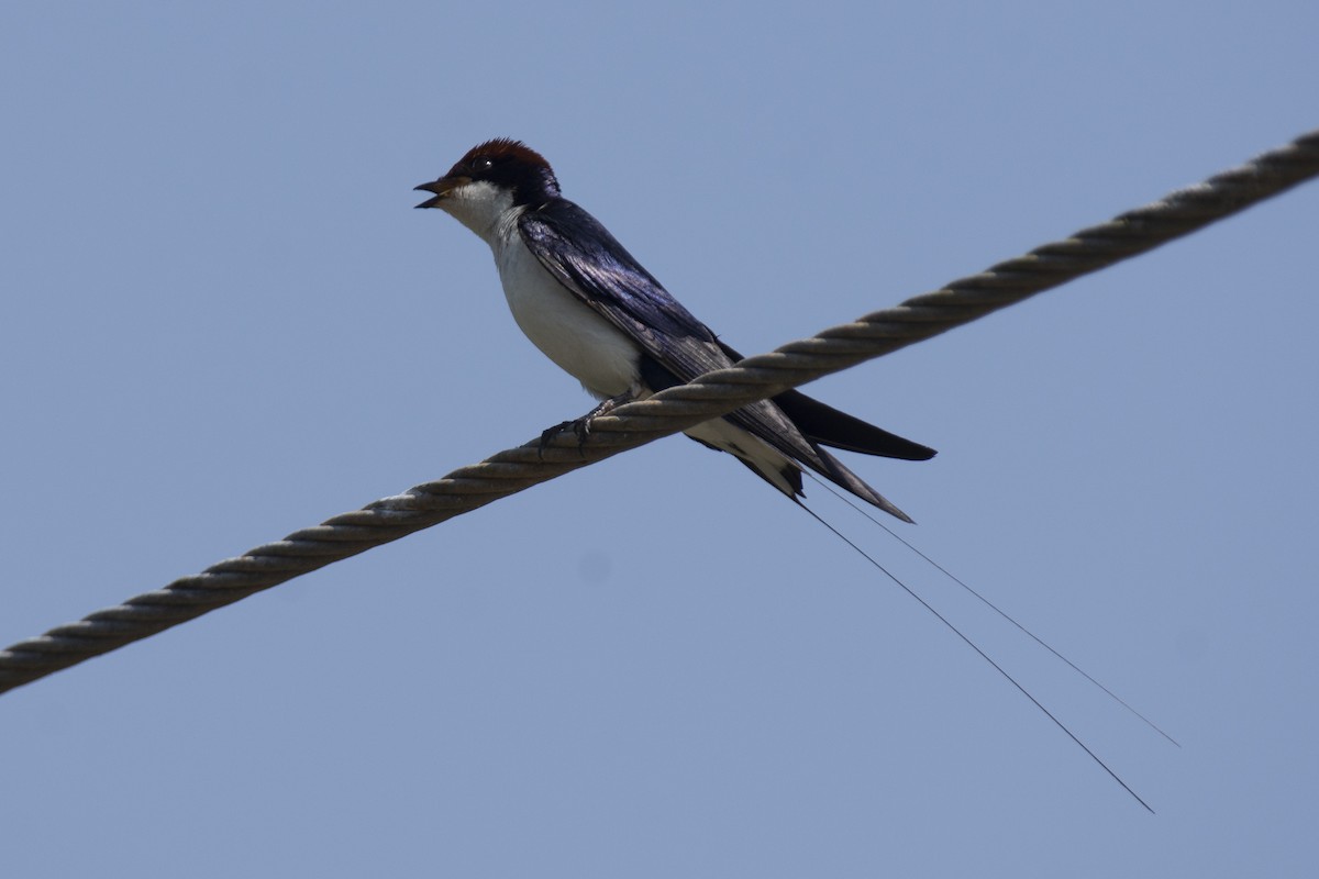 Wire-tailed Swallow - ML646900528