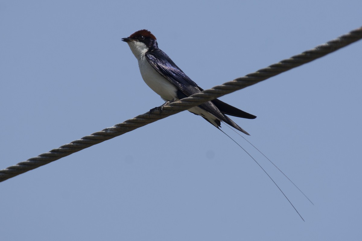 Wire-tailed Swallow - ML646900529