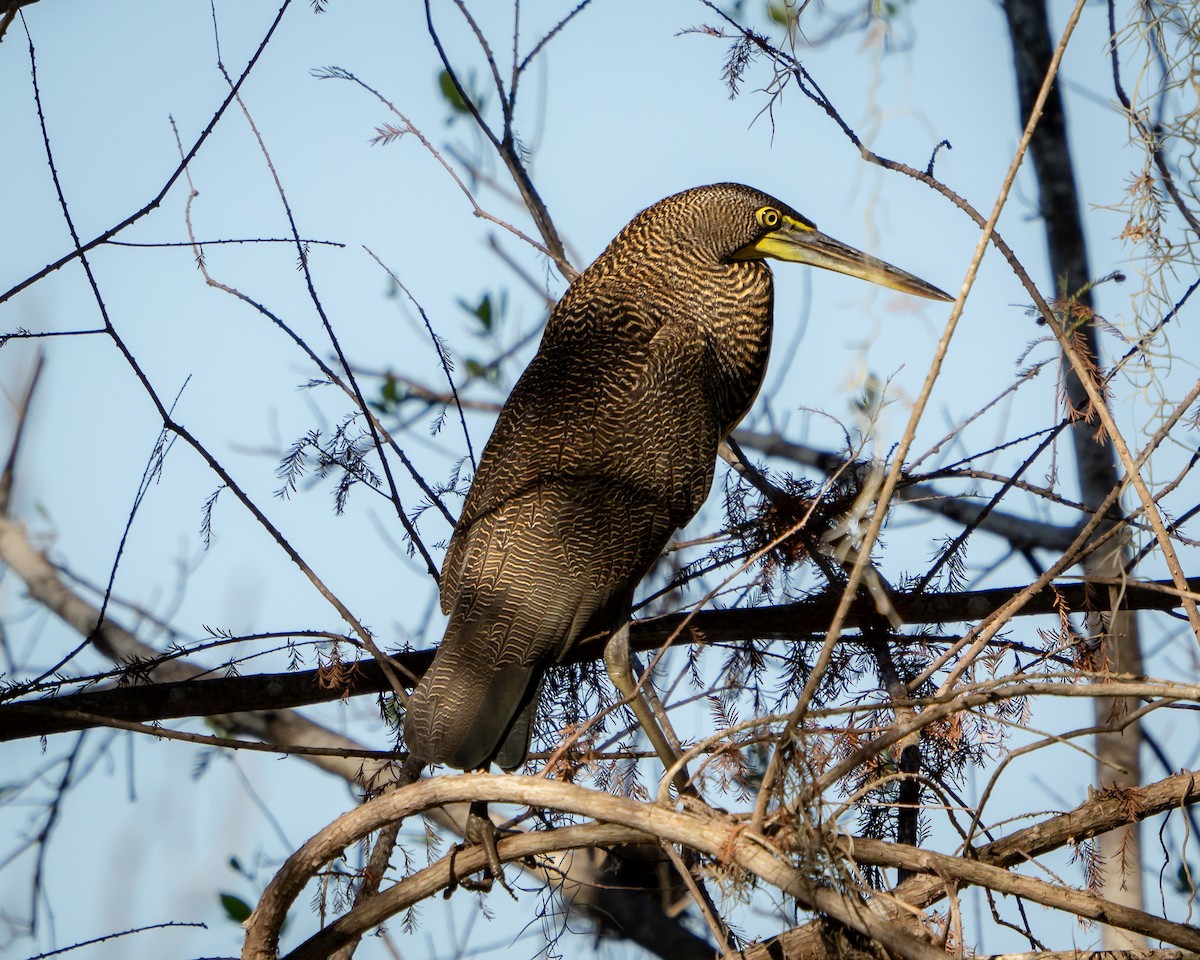 Bare-throated Tiger-Heron - ML646900530