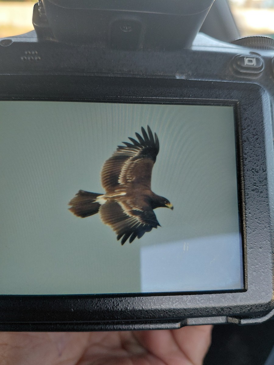 Greater Spotted Eagle - ML646900531