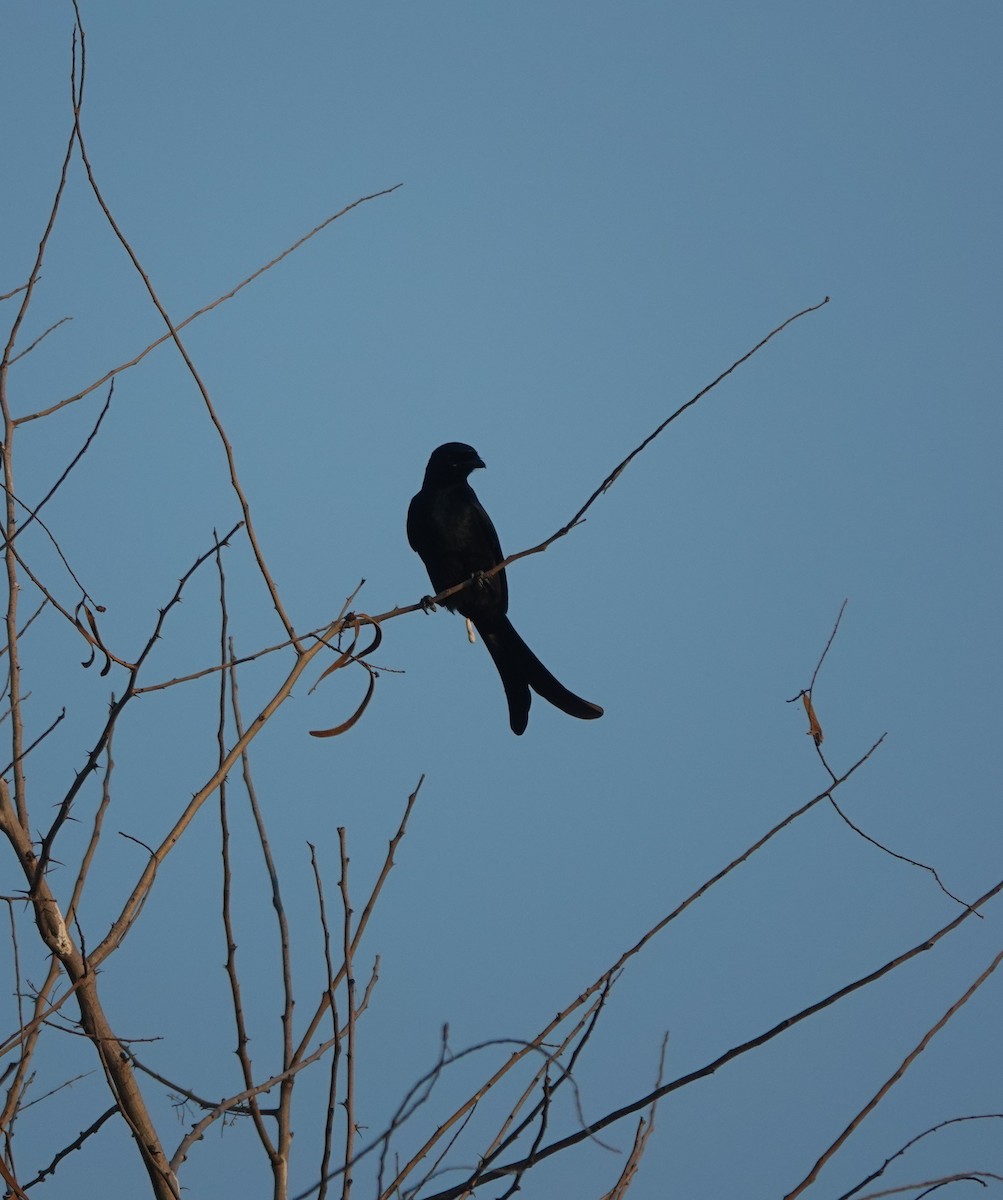 Black Drongo - ML646900532
