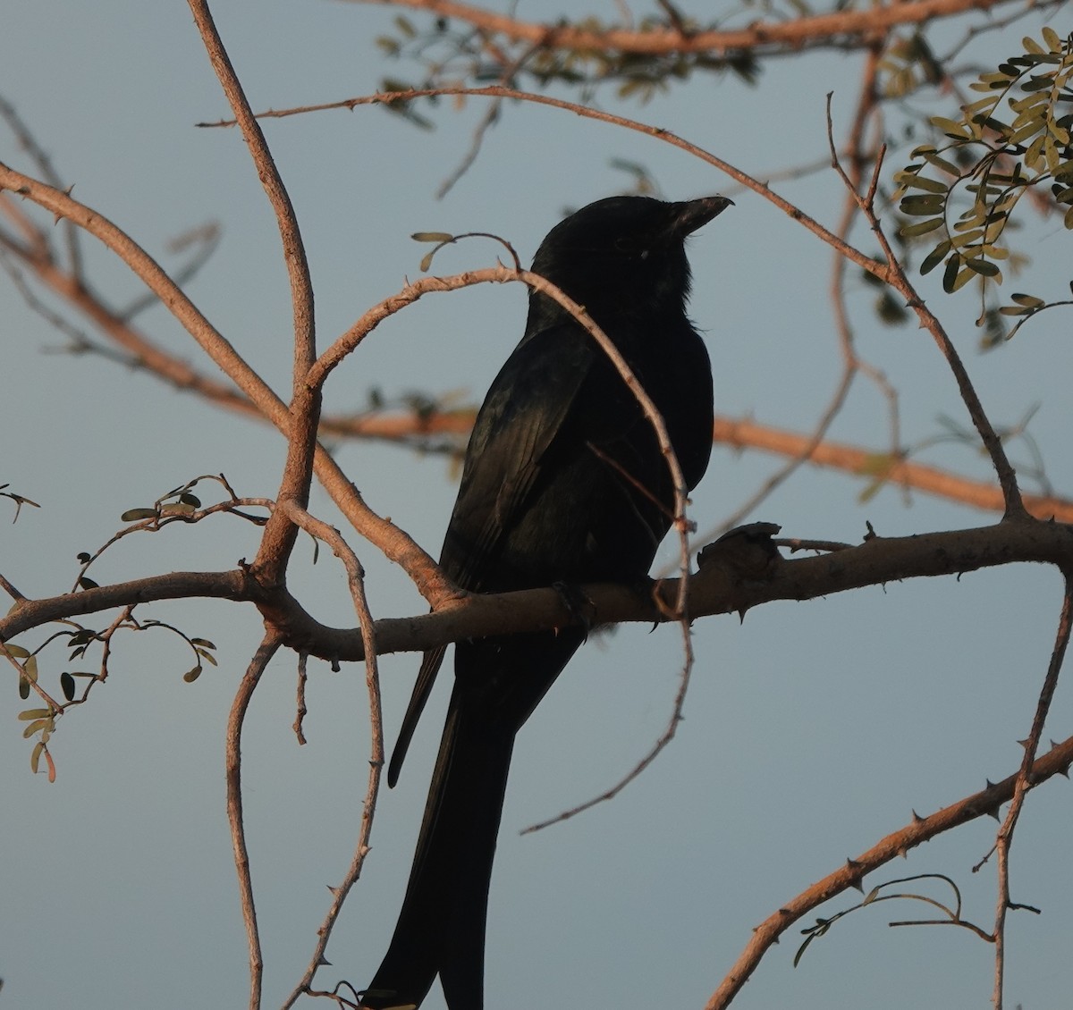 Black Drongo - ML646900533