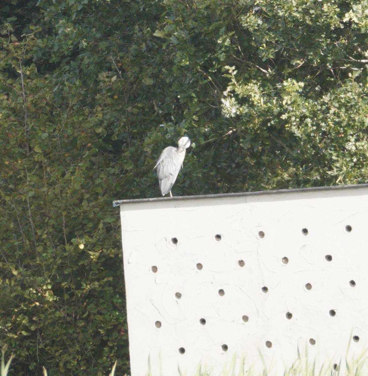 Gray Heron - ML646900534