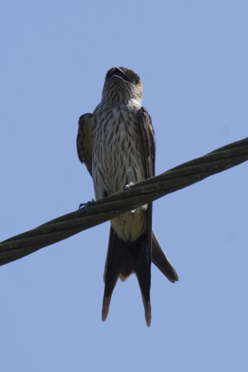 Eastern Red-rumped Swallow (Daurian) - ML646900535