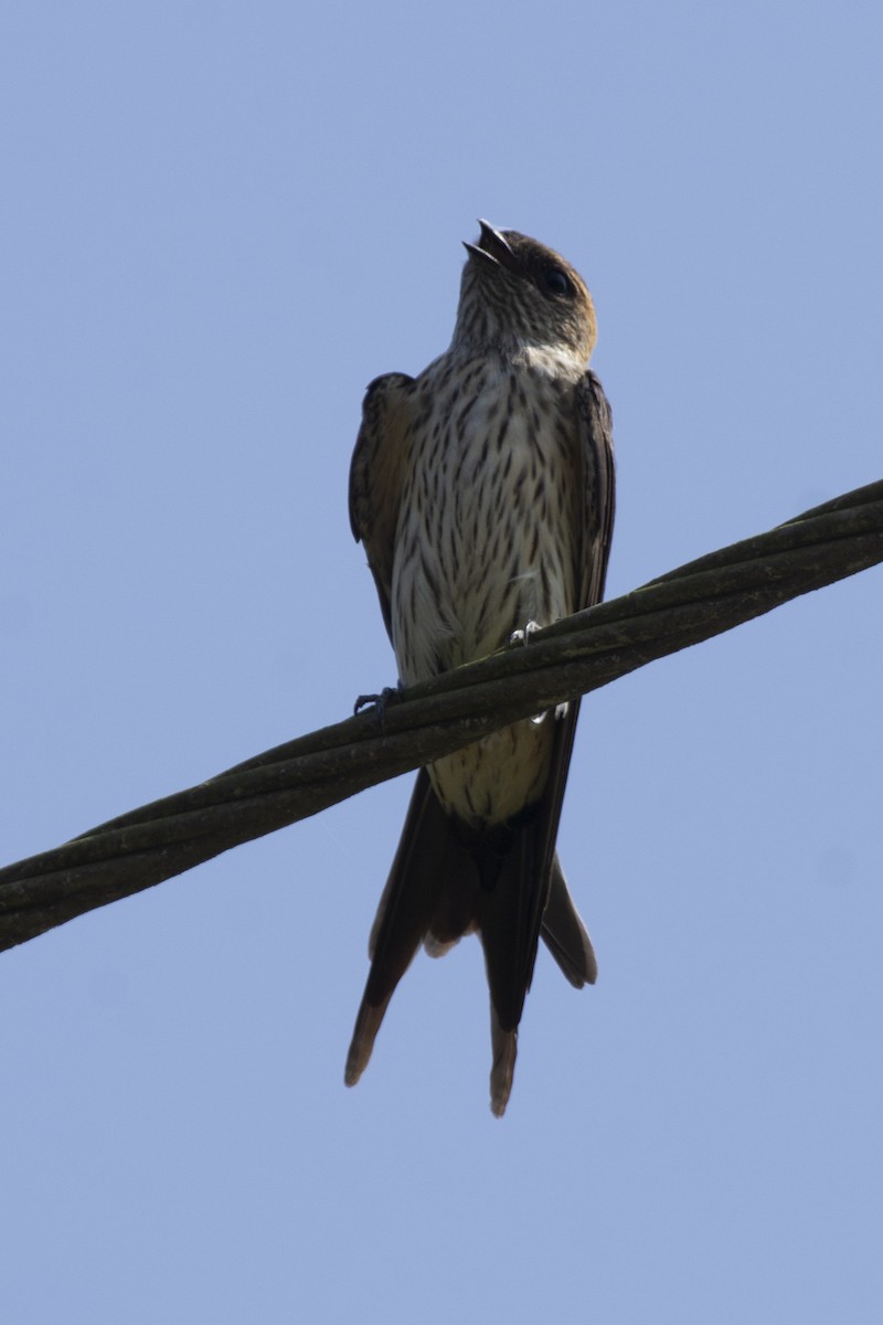 Eastern Red-rumped Swallow (Daurian) - ML646900536