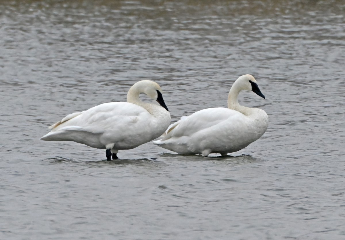 Trumpeter Swan - ML646900537