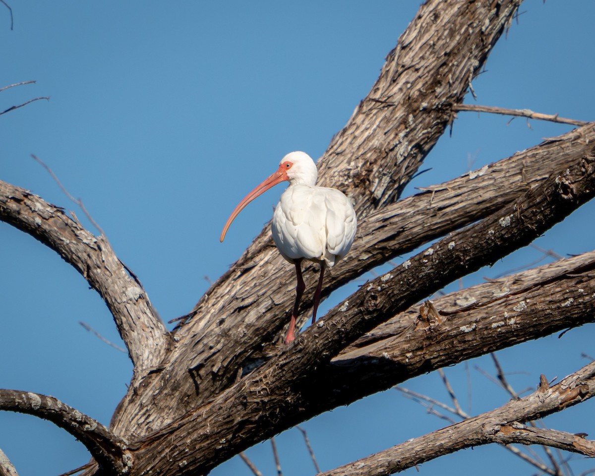 White Ibis - ML646900538