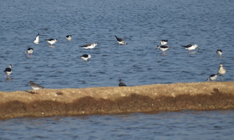 Zankaluze eurasiarra - ML646900542