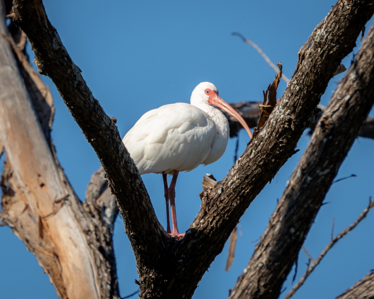 White Ibis - ML646900544