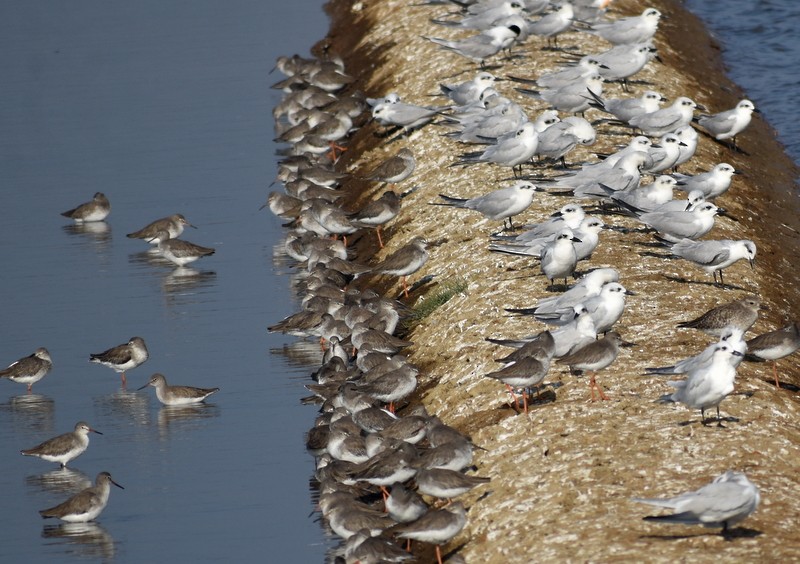 Bernagorri arrunta - ML646900564