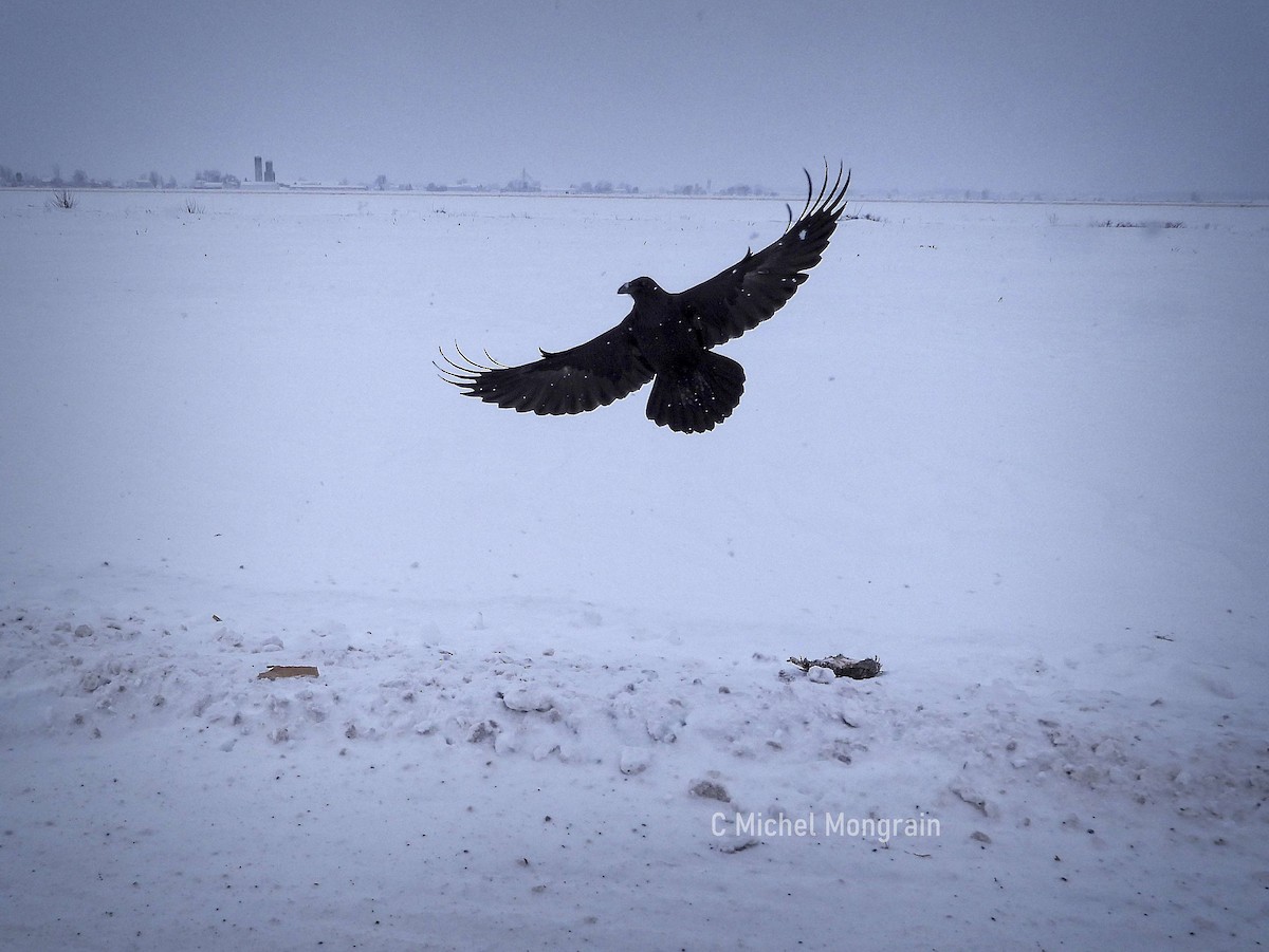 Common Raven - ML646900566