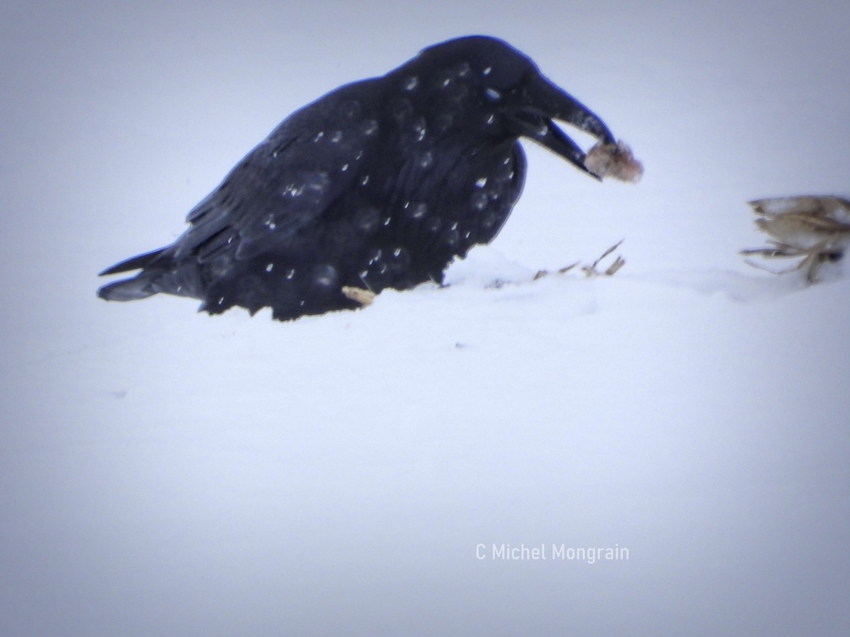 Common Raven - ML646900567