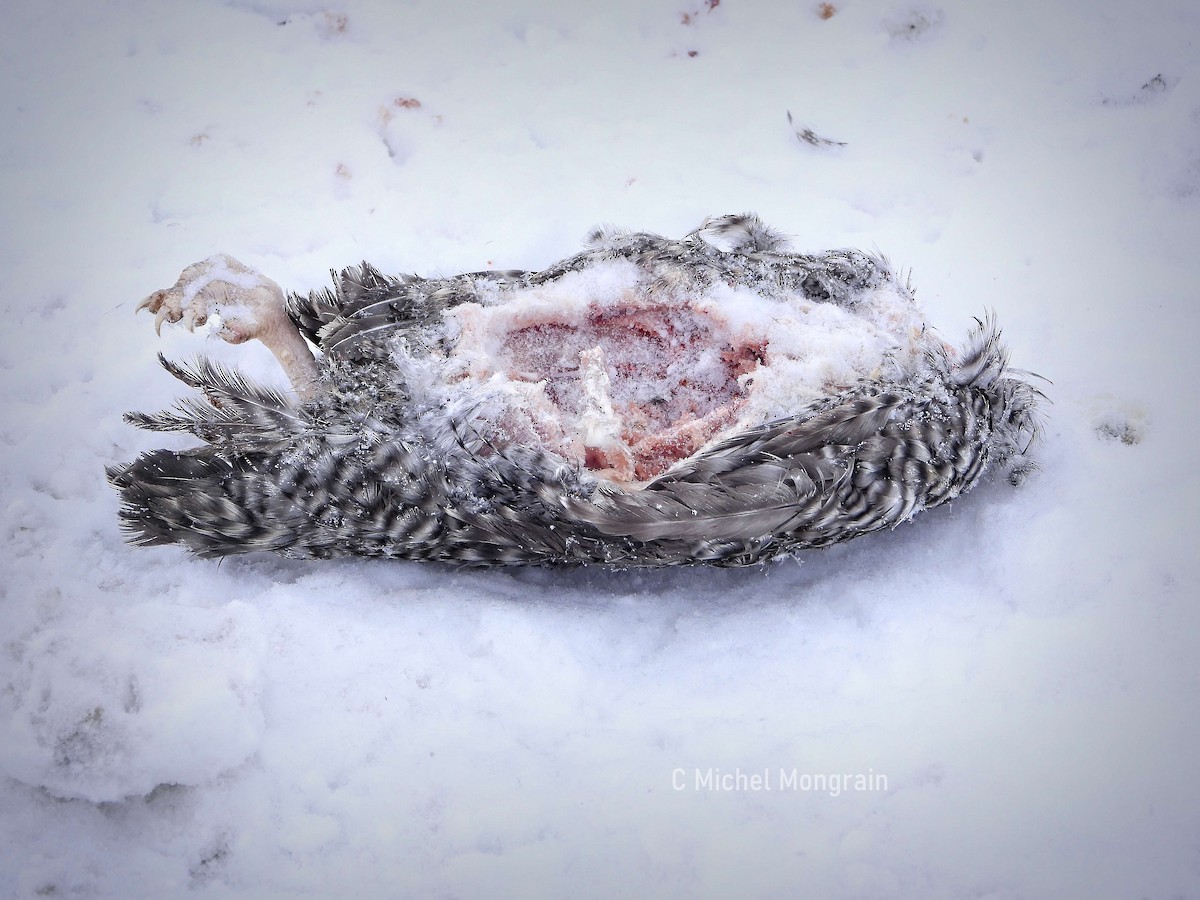 Common Raven - ML646900568