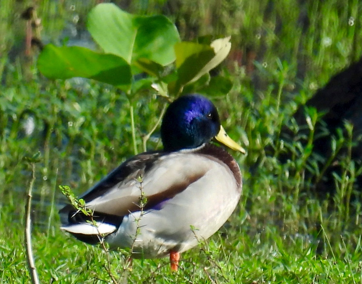 Mallard - ML646900573