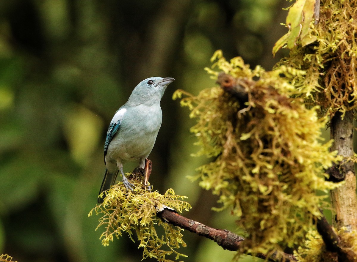 Blue-gray Tanager - ML646900574