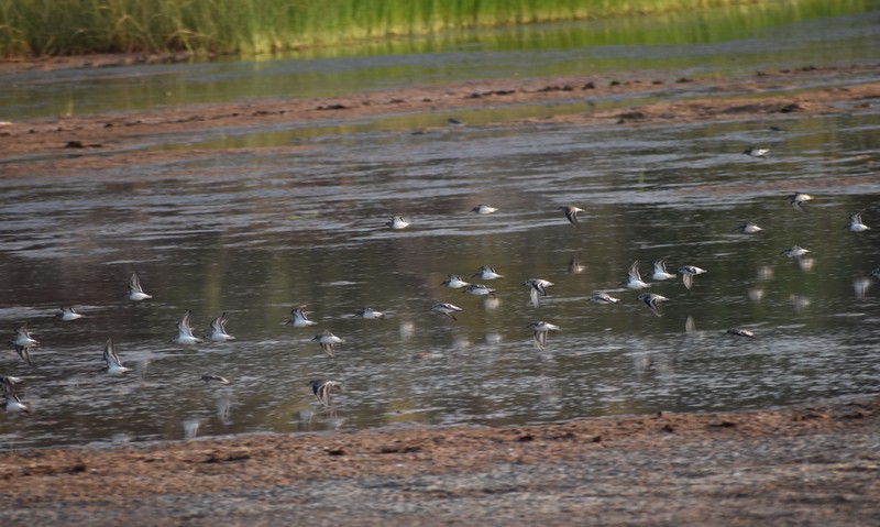 Temminck txirria - ML646900578