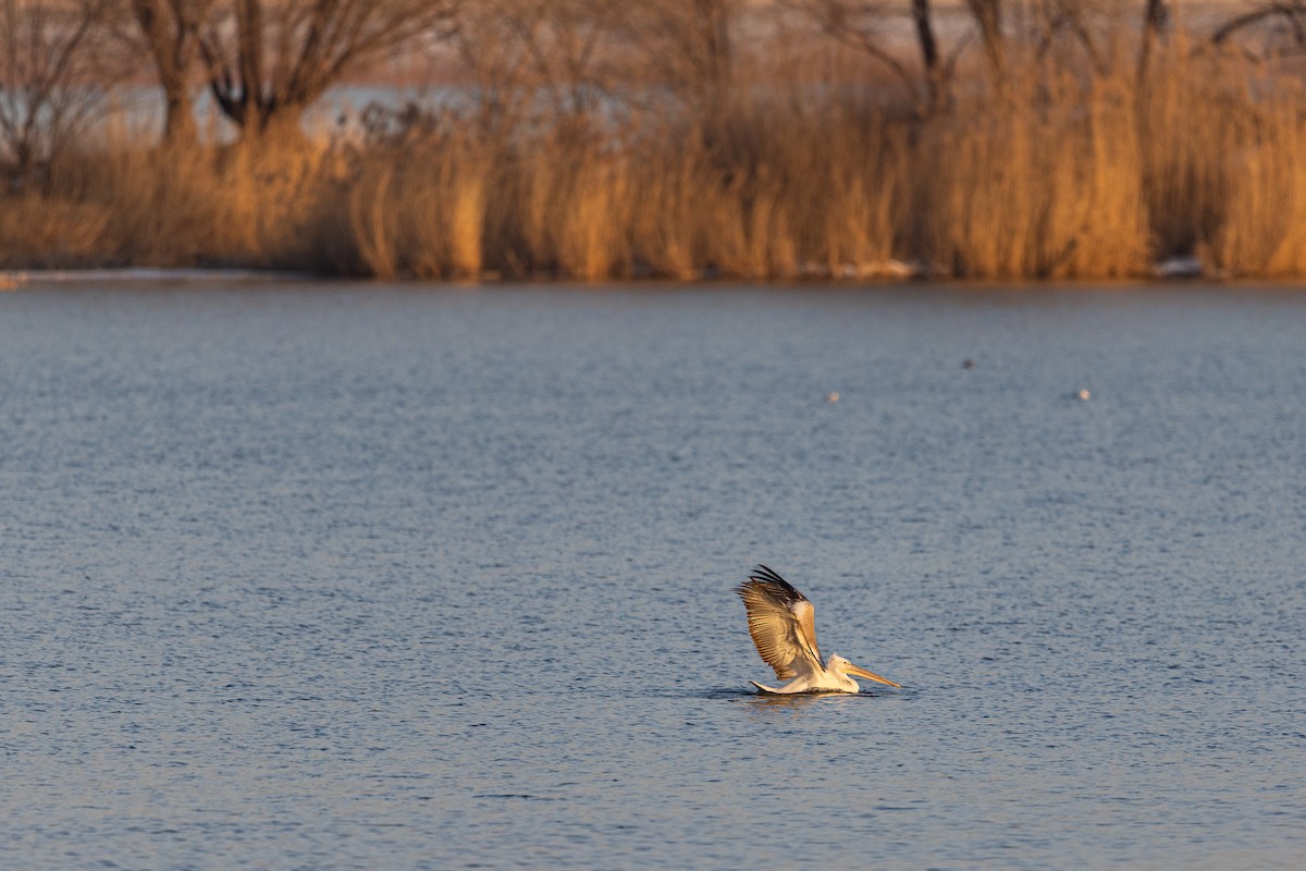 krøllpelikan - ML646900579