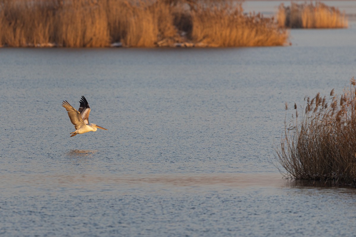 krøllpelikan - ML646900580