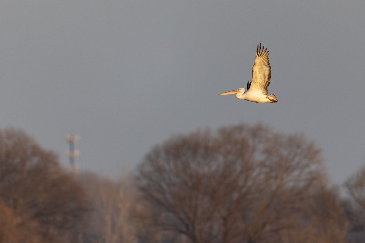 krøllpelikan - ML646900581