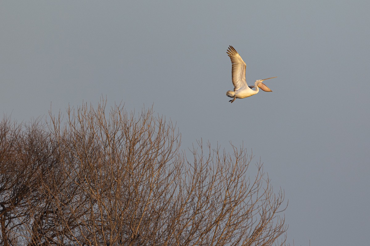 krøllpelikan - ML646900582